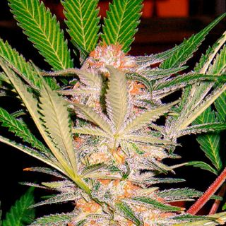 8802 - SAD 100 u. fem. Granel Profesionales Sweet Seeds