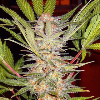 14100 - SAD Fast Version  25 u. fem. Granel Profesionales Sweet Seeds