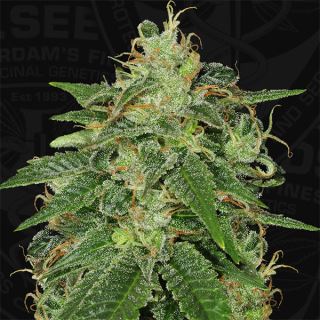 S2TH - S.A.G.E.  2 u. fem. T.H. Seeds