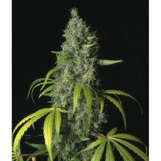 S.A.G.E.  5 u. reg. T.H. Seeds