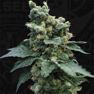 S.A.G.E. N Sour  2 u. fem. T.H. Seeds