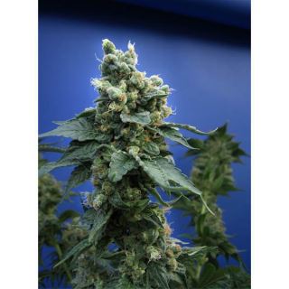 SAGE5 - S.A.G.E. N Sour  5 u. reg. T.H. Seeds