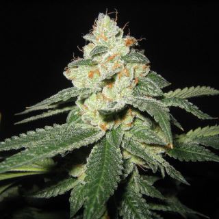 4832 - SFV OG Kush 6 u. fem. The Cali Connection