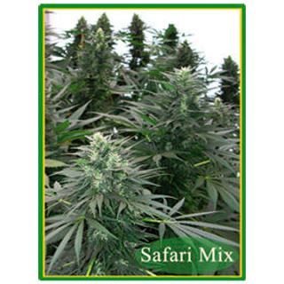 Safari Mix 20 u. reg. Mandala Seeds