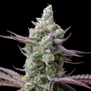 Sagrada Amnesia fem. 25 u. Seedstockers Superior
