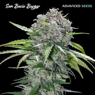 San Bacio Burger   1 u. fem. Advanced Seeds