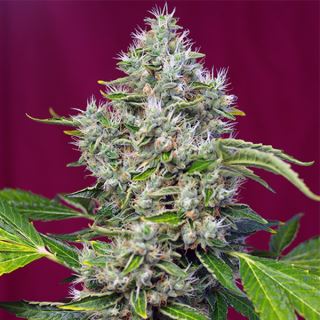 San Fernando Lemon Kush   3+1 u. fem. Sweet Seeds