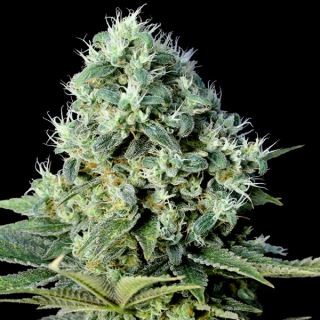 SBGK1 - Santa Bilbo  1 u. fem. Genehtik Seeds