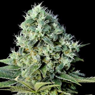 SBGK5 - Santa Bilbo  5 u. fem. Genehtik Seeds