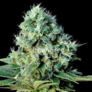 6446 - Santa Bilbo 25 u. fem. Genehtik Seeds