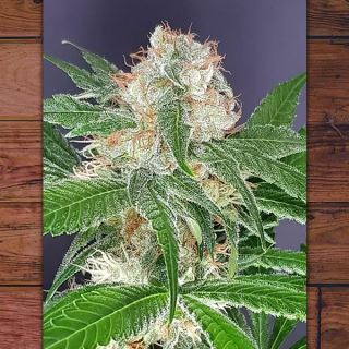 Sat - Okh 5 ud fem The Outlaw Seeds