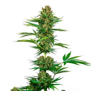 12073 - Satin Black Domina CBD 1 u. fem. Sensi Seeds