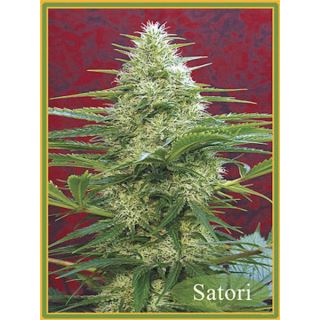 SAT - Satori 10 u. reg. Mandala Seeds