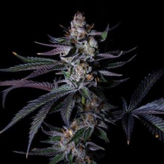 Satzuma Revenge 3 u. fem Limited Edition Gratefull Seeds