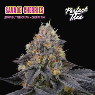26182 - Savage Cherries 3+1 u. fem Perfect Tree