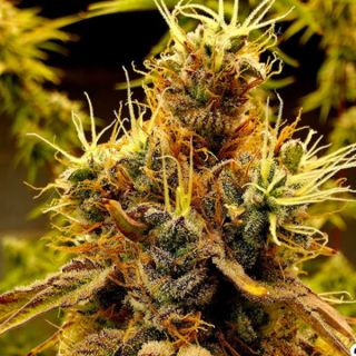 26073 - Scat Queen 6 ud. fem Elev8 Seeds