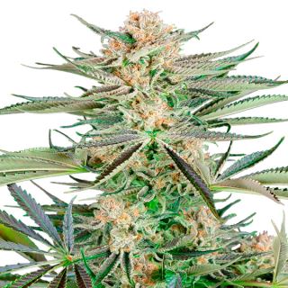 16017 - Screwdriver OG  3 u. fem. Sensi Seeds Research