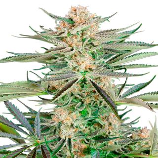 Screwdriver OG 10 u. fem. Sensi Seeds Research