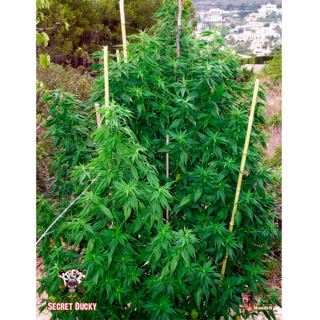 5500 - Secret Ducky 1 u. fem. Xtreme Seeds