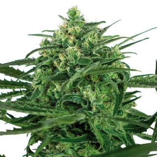 Sensi Amnesia  3 u. fem. Sensi Seeds