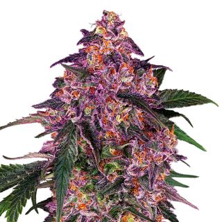 18484 - Sensi Purple Kush  3 u. fem. Sensi Seeds