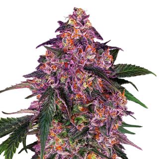 18475 - Sensi Purple Kush 1 u. fem. Sensi Seed