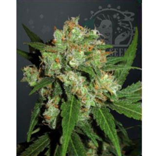 SSFS3 - Sensi Skunk  3 u. fem. Sensi Seeds