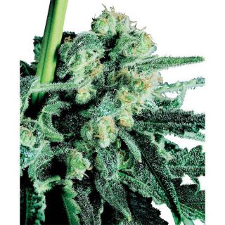 1244 - Sensi Skunk 10 u. reg. Sensi Seeds