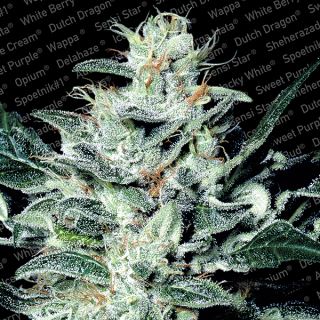 SSF3 - Sensi Star  3 u. fem. Paradise Seeds