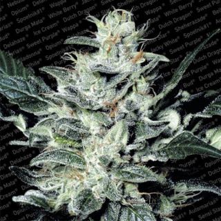 Sensi Star  5 u. fem. Paradise Seeds