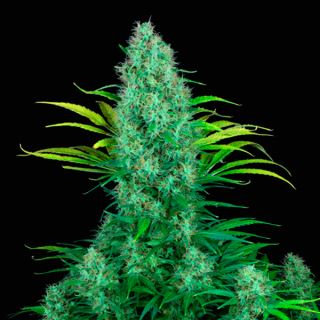 6085 - Serious 6 11 u. reg. Serious Seeds