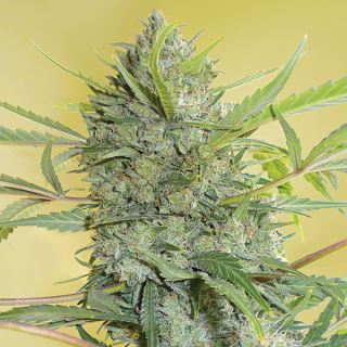 14323 - Serious Happines - 3 u. Fem. Serious Seeds