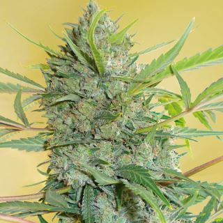 6086 - Serious Happiness  11 u. reg. Serious Seeds