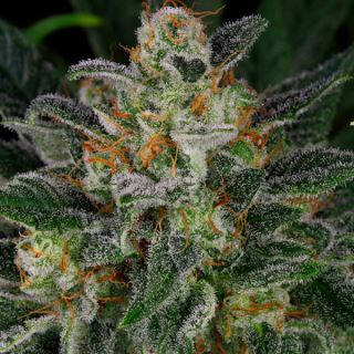 Serious Kush - 3 u. Fem. Serious Seeds