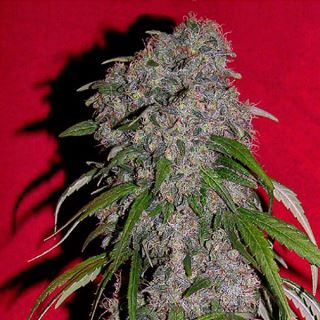 Sexbud  4 u. fem. Female Seeds