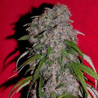 5188 - Sexbud 10 u. fem. Female Seeds