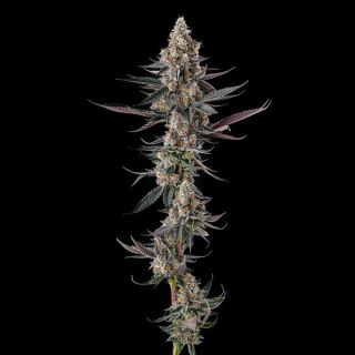 27215 - Shake Back : Apples & Bananas x Black Amber  - 3 u. Fem Compound Genetics