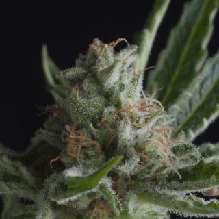 Shark CBD  3 u. fem. Pyramid Seeds