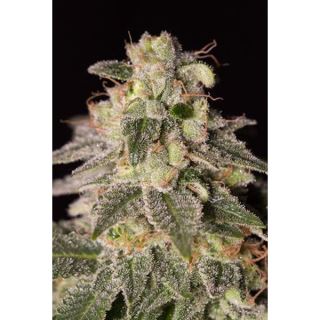 CBDSS10 - Shark Shock CBD 10 u. fem. Dinafem