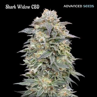 Shark Widow CBD  1 u. fem. Advanced Seeds