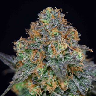 SherbDog 3 u. fem Limited Edition Grateful Seeds