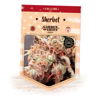 Sherbert  1 u. fem. Garden of Green Seeds