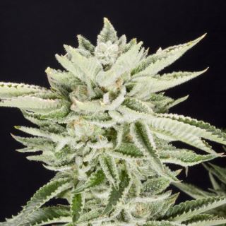 Sherbet 3 ud. fem Elev8 Seeds