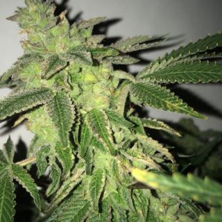 Shilo Z 5 u. fem. T.H. Seeds