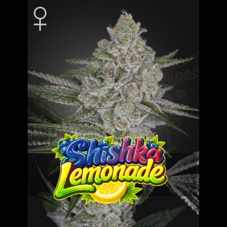 Shishka Lemonade 10 u. fem. Green House