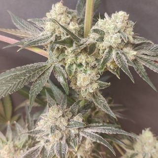 26528 - Shishkaberry Edition  4 u. Spice of Life