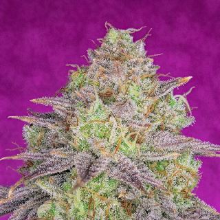 Shiskaberry 1 u. fem Pure Instinto