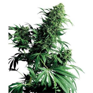 1245 - Shiva Shanti 10 u. reg. Sensi Seeds