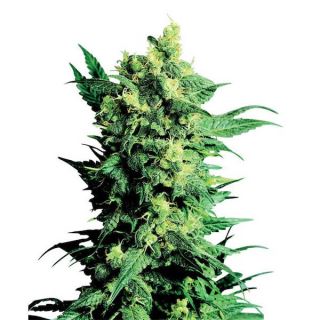 1243 - Shiva Shanti II - 10 u. reg. Sensi Seeds