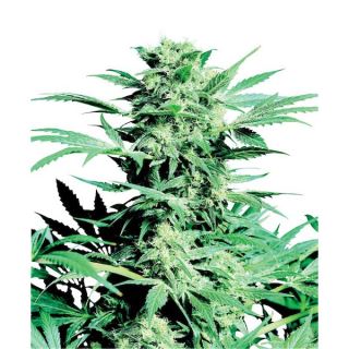 SSSS - Shiva Skunk  3 u. fem. Sensi Seeds